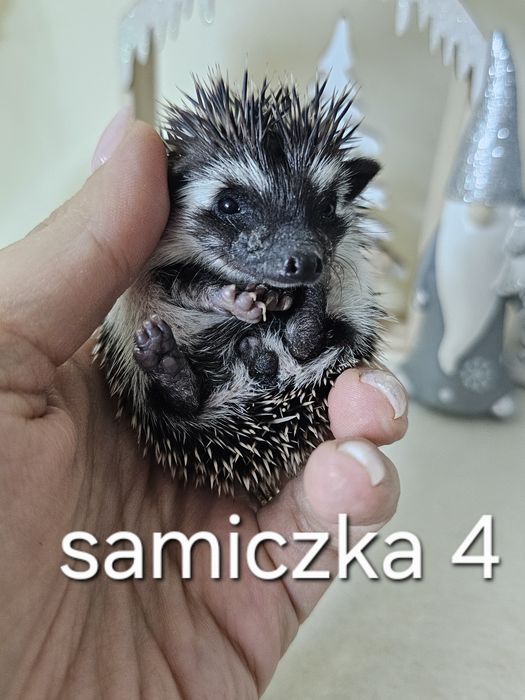 Jez jeżyki jeżolki jeż pigmejski jez afrykanski
