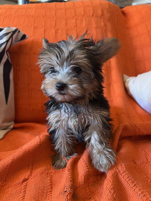 Yorkshire terrier femea miniatura excelente