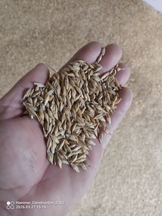 Jenczmien ozimy około 2t