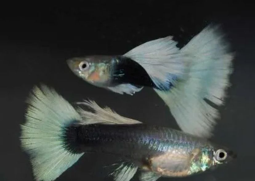 Gupiki Snow white tuxtedo