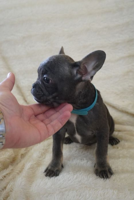 Buldog francês blue