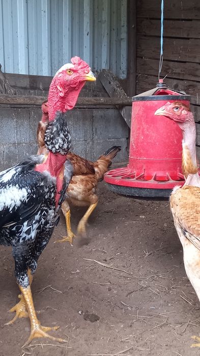 Indio gigante/polaco gigante