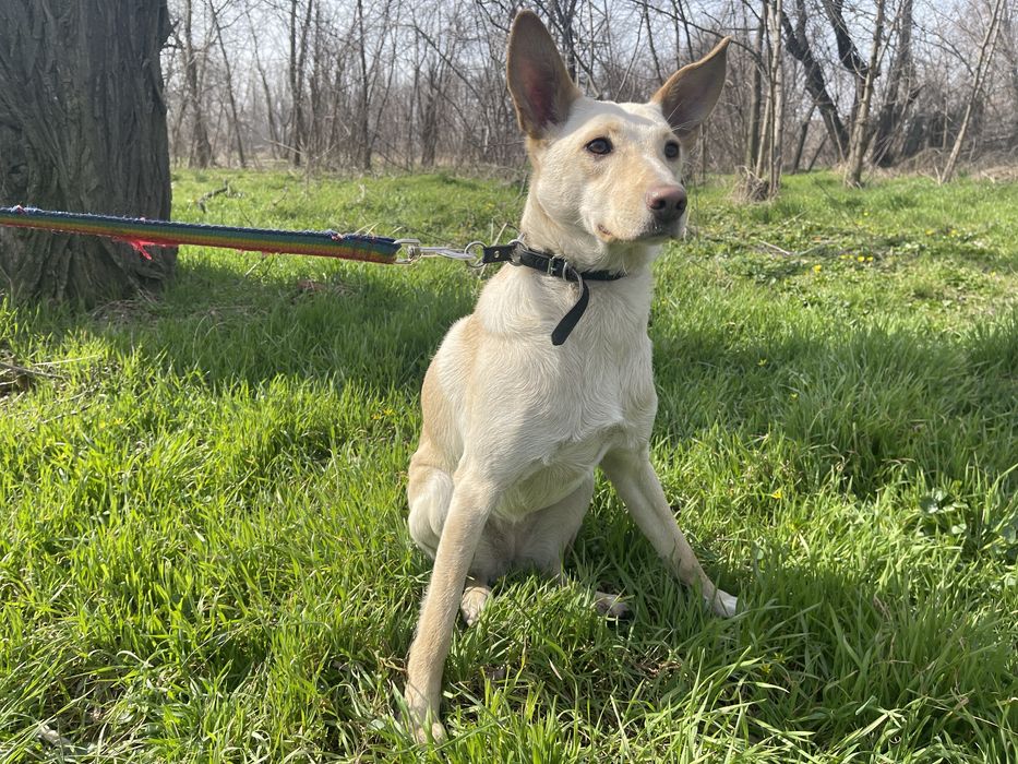 В хорошие руки днвчонку