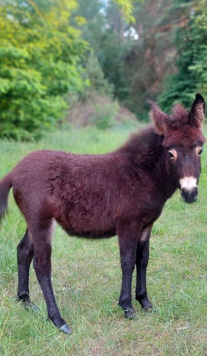 Мул , поні , віслюк