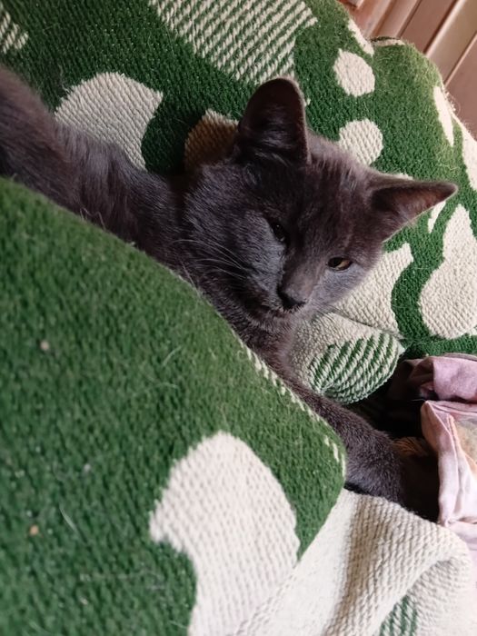 Котенок мальчик в добрые руки