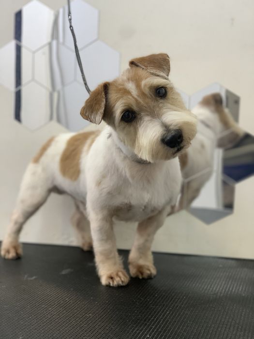 Стрижка  груминг собак и котов Кривой Рог