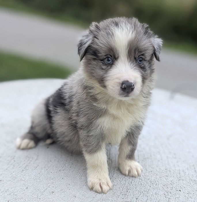 Border collie blue merle samiec piesek przebadani rodzice do odbioru