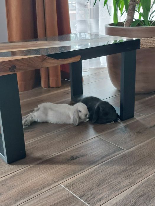 Króliczki mini loop