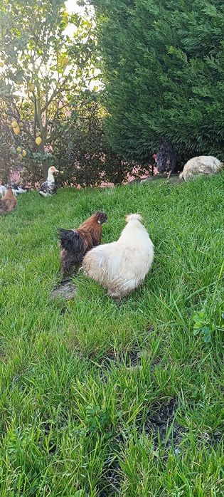 Vendo/Troco - Galo Sedosa do Japão
