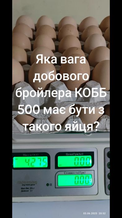 Інкубаційні яйця бройлера КОББ 500