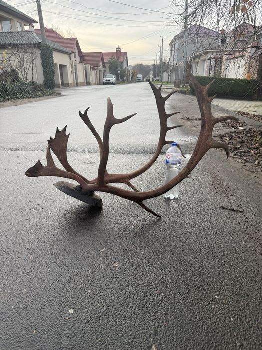 Продам рога оленя