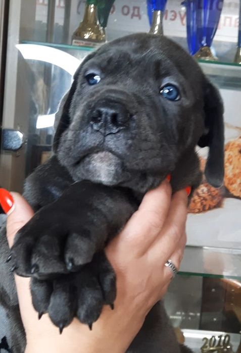 Цуценята Кане Корсо