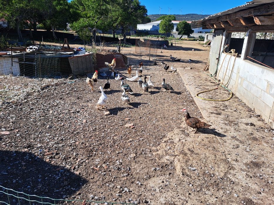 Varios patos mudos várias idades criados ao ar livre com milho