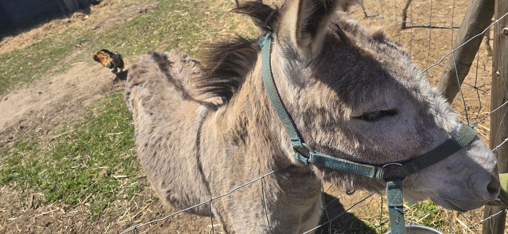 Burro mansinho com 5 anos