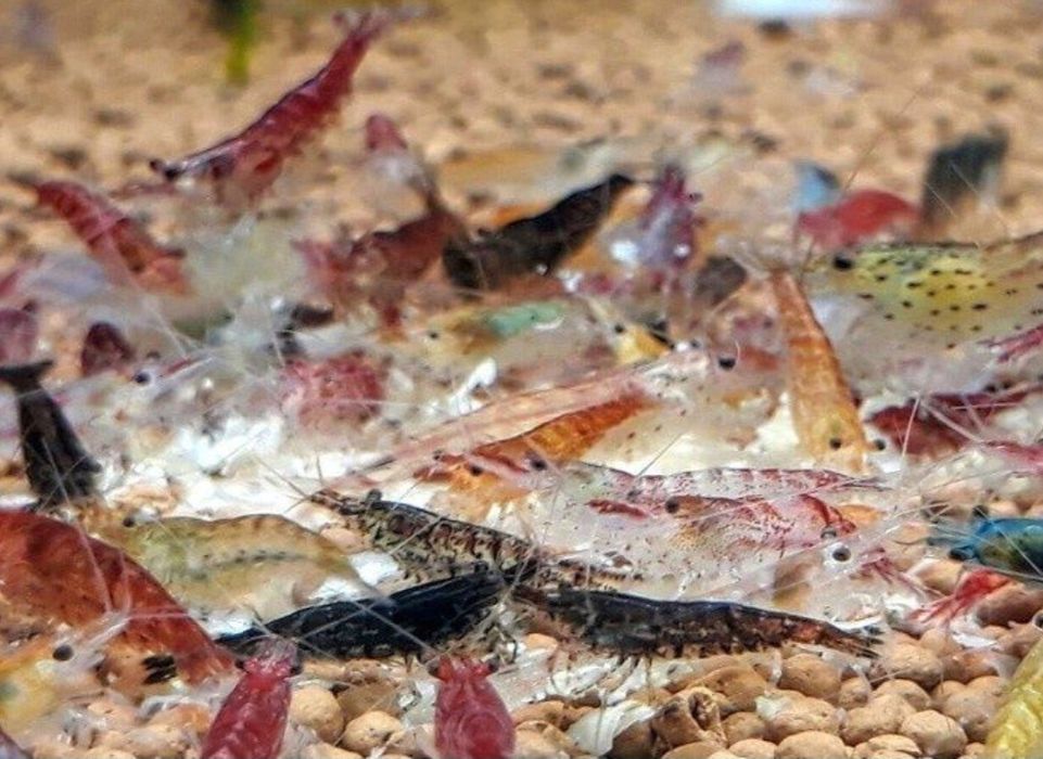 Krewetki Akwarystyczne Red Cherry Bloody Mary Sakura Red Rilli Amano