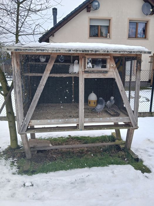 Gołębnik ogrodowy wraz z gołębiami ozdobnymi