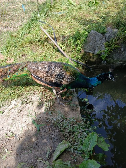 Pavão macho à venda
