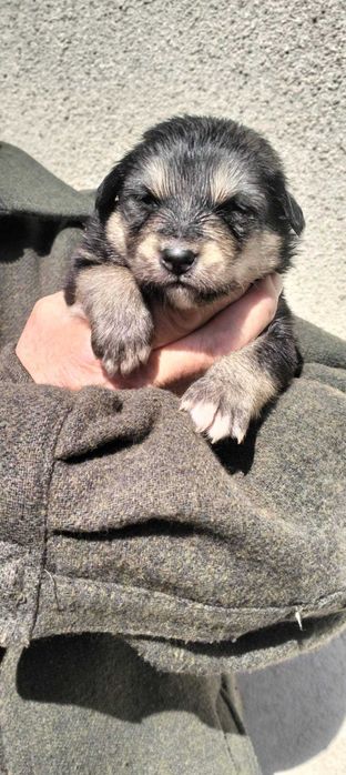 Цуценятко, хлопчик шукає  господаря. Буде менше середнього зросту.