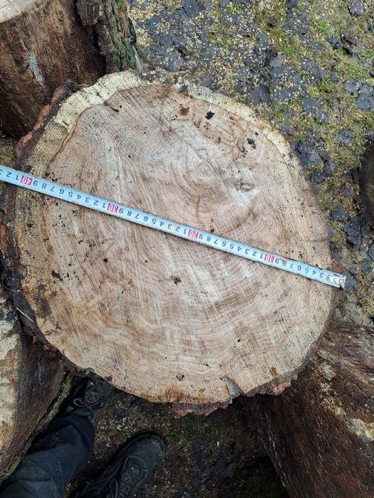 Dąb Pniaki pieńki pinki do rąbania drewna