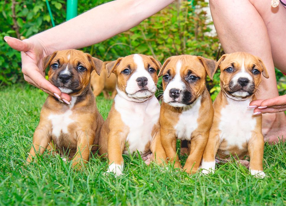 Щенки амстафф, с хоршими данными, документные