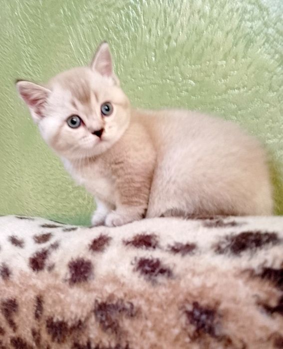 Британські кошенята