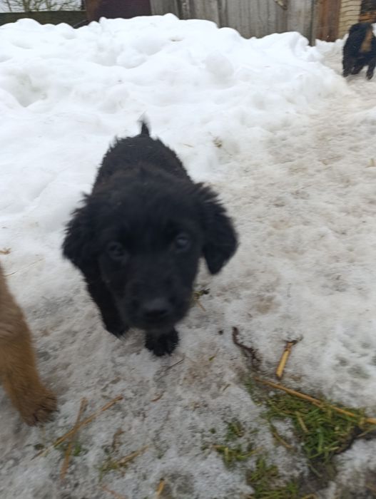 Віддам в добрі руки