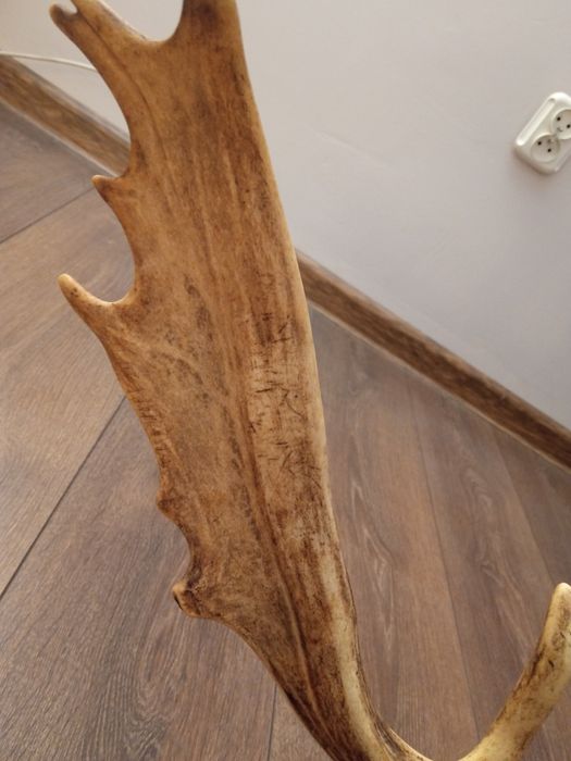 Duże poroże na ścianę