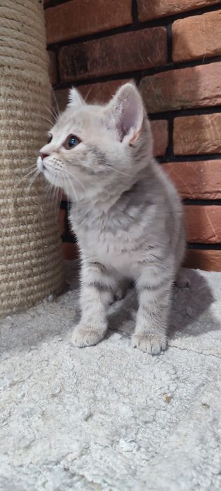 Kotka brytyjska liliowa pręgowana