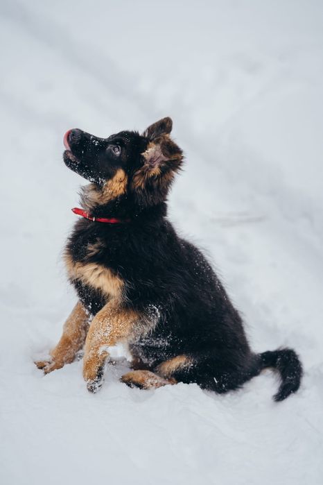 Owczarek NIemiecki Długowłosy