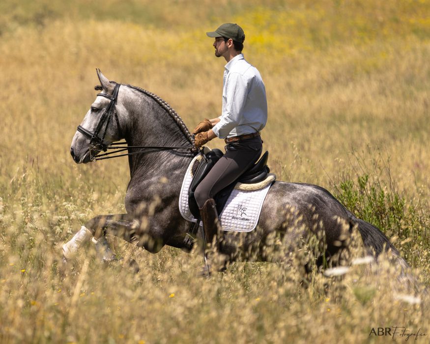 Lusitano by rubi AR