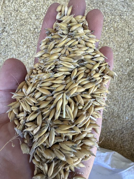 Sprzedam owies i slome