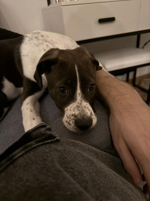 Oddam 3/4 miesięczną sunie