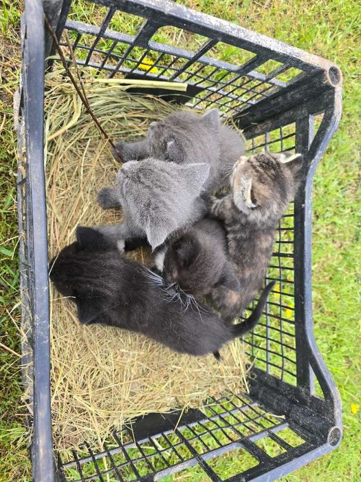 Кошенята (котики та кішки)