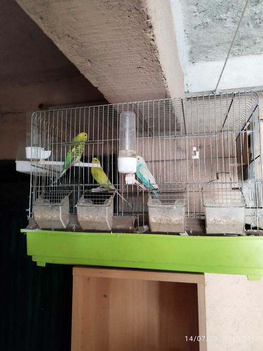 Gaiola com piriquitos