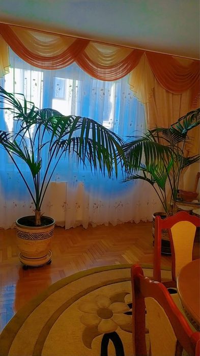 Кімнатна пальма. Вазон десь на 20 л землі.