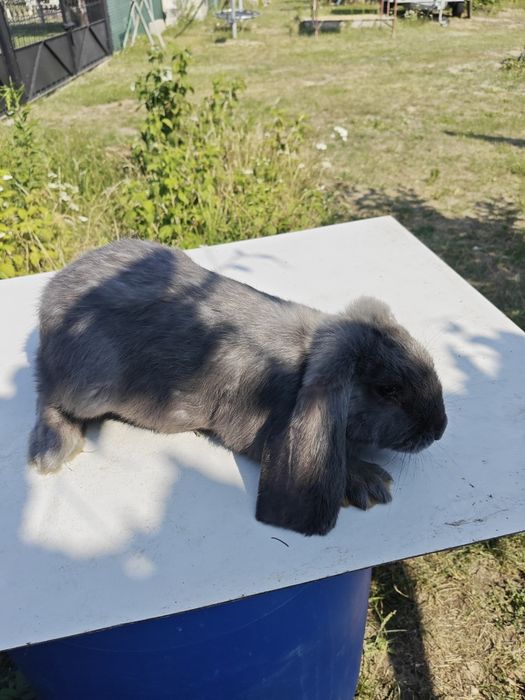 Króliki barany 2samiczki i 3 samczyki