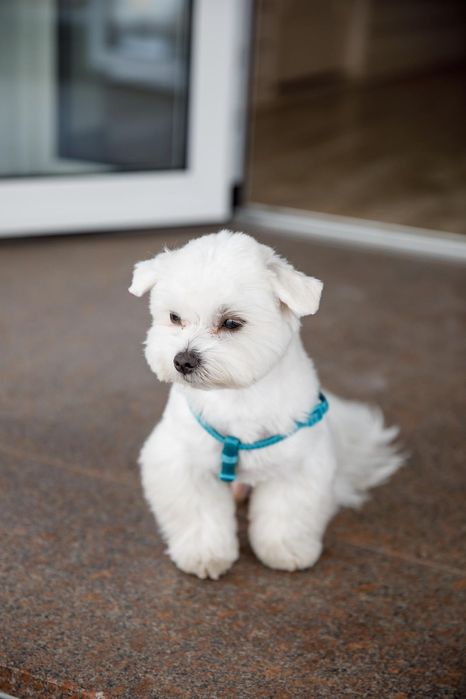 Мальтезе та Мальтіпу