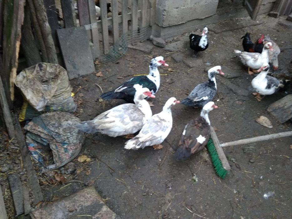 Продам качку шипуна