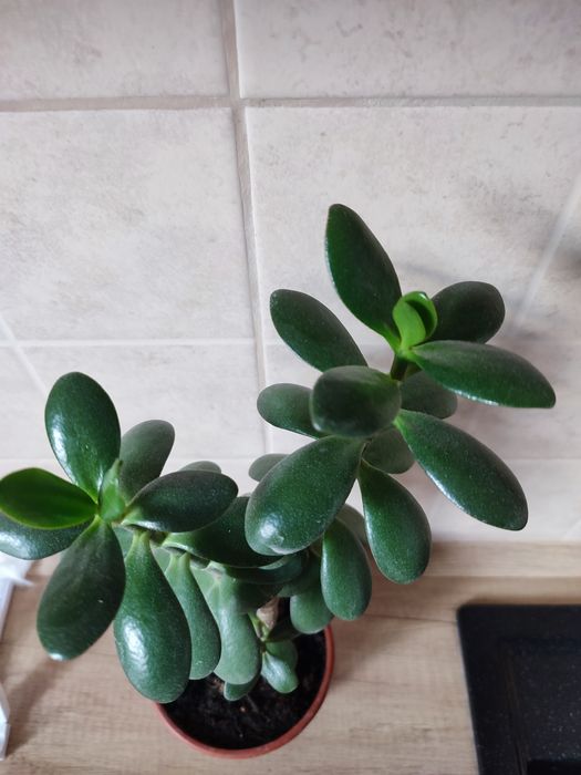 Денежное   дерево