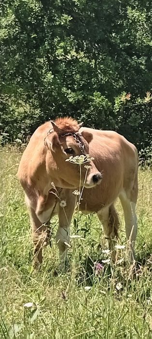 Продається худоба