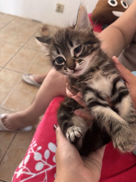 Gatinhos para dar
