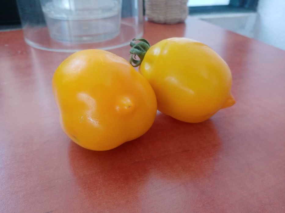 10 sementes de tomate Citrina Amarelo - produção própria