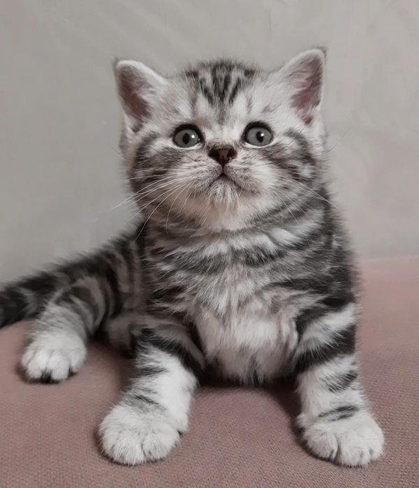 Продаются очаровательные котята