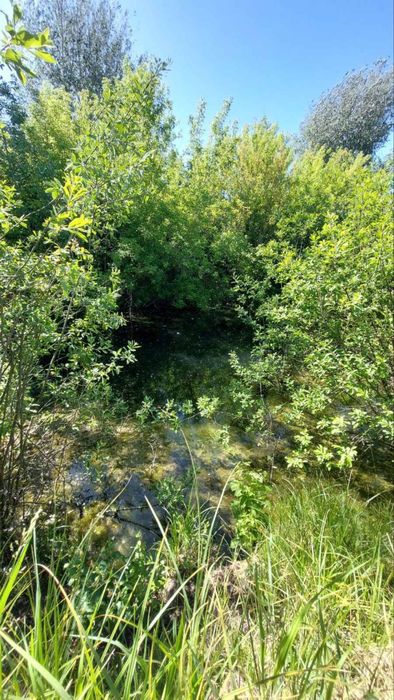 Продам в тихом красивом месте Нововодолажском района  дом  с ставком