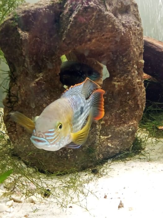 Akara pomarańczowo płetwa