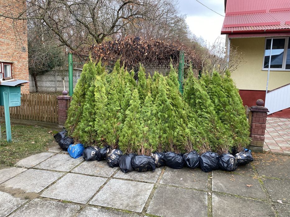 Туя Смарагд 1,8 - 500грн 2-550грн 2,2-650 грн2,4-750грн