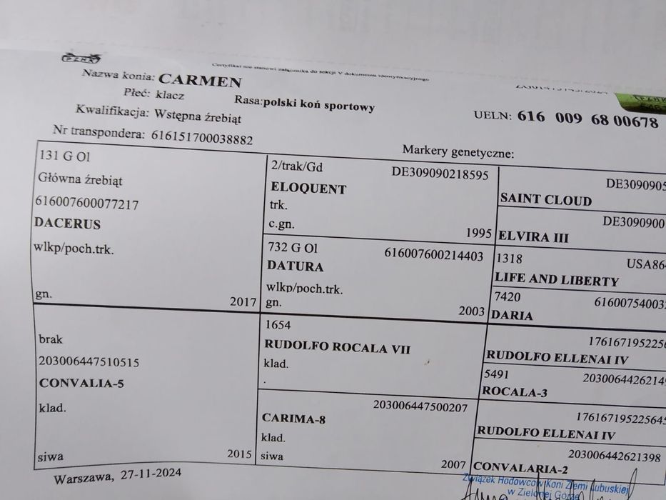 Polski koń sportowy klaczka siwa