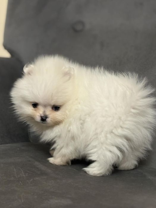 Szpic miniaturowy pomeranian piesek