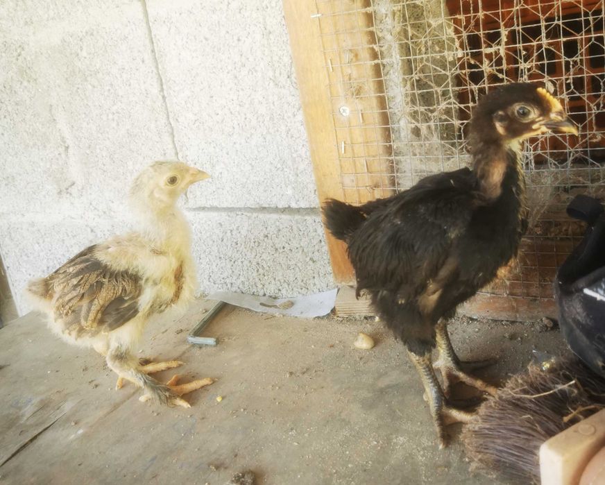 Pintos com 1 mês