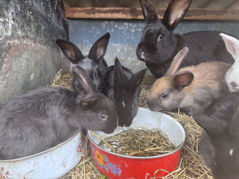 Продам кролів різного віку